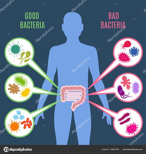 Intestinal flora gut health vector concept with bacteria and probiotics ...