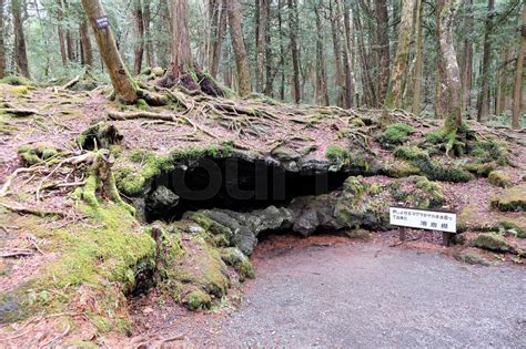 Aokigahara Forest | Stock image | Colourbox