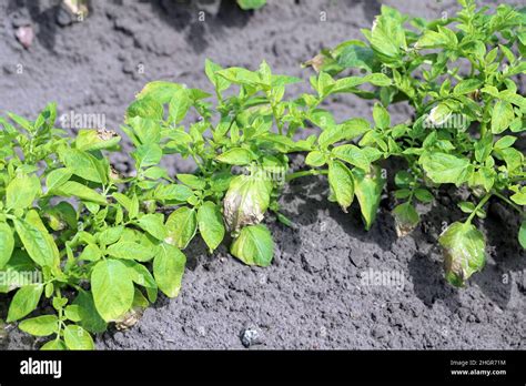 Potato Plants Heavily Infested By Potato Blackleg Disease Caused By Pathogens Bacteria