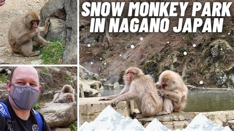 Snow Monkey Park In April Jigokudani Monkey Park Nagano Youtube