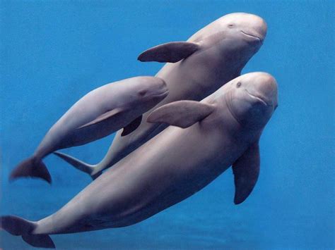 10 Endangered Marine Species That Need Your Help