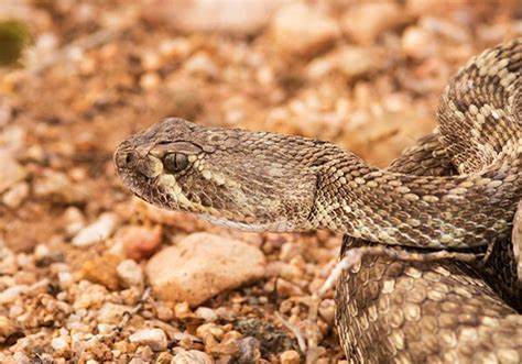 Mohave Rattlesnake Crotalus Scutulatus Mojave Rattlesnake Photograph Of