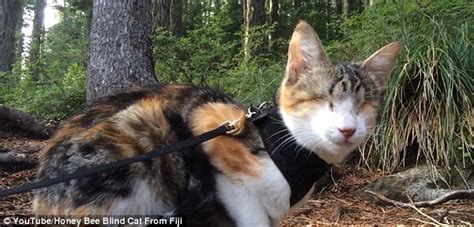 Honey Bee The Blind Cat Rescued From Fiji Who Loves To Go For Hikes