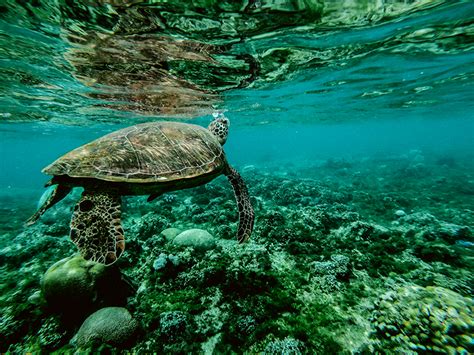 10 Marine Conservation NGOs You Can Volunteer For Philippine Primer