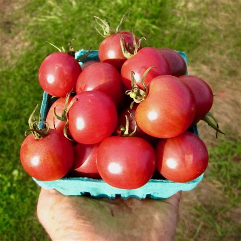 Tomato (Cherry) - Black Cherry - Deep Harvest Farm