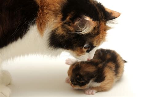 Mothers Day 15 Adorable Mama Cats And Their Kittens [pictures] Cattime