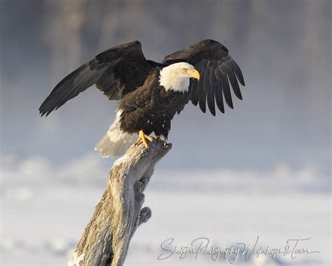 Eagle Wings - Shetzers Photography