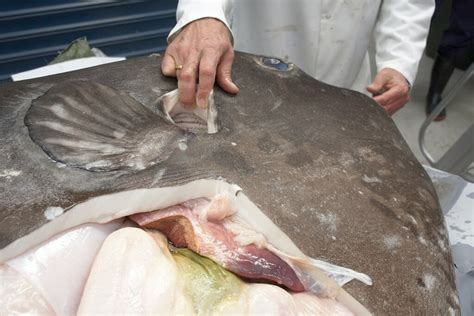 Can you eat sunfish? 5+ best ways to cook delicious ...