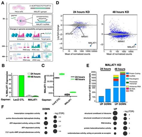 The Long Non Coding Rna Malat1 Modulates Nr4a1 Expression Through A