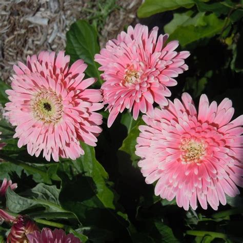 Gerbera Garvinea Majestic Light Pink Gerbera Daisy Garden Center