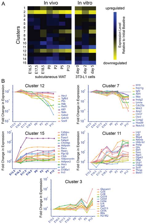 Gene Expression Analysis Of Developmental Adipogenesis In Vivo And