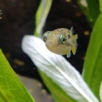 Dwarf Puffer Puffer Carinotetraodon Travancoricus Tank Facts