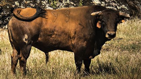 Así es la nueva vida de un toro indultado convertido en semental