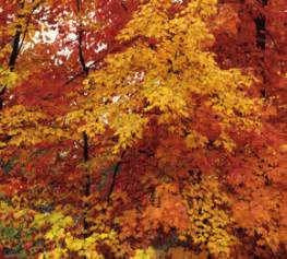 Yard and Garden: Improve Landscape in Late Summer, Early Fall | News