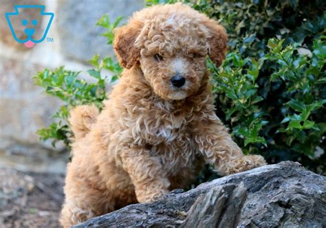 Russ Labradoodle Toy Mini Labradoodle Puppy For Sale Keystone