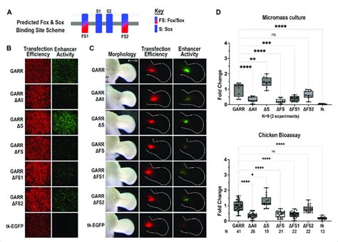 Differential Regulation Of GARR Activity By Fox Sox And Sox Only