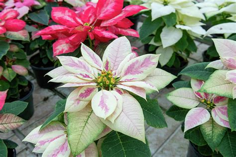 White and Red Poinsettia Photograph by Rose Guinther - Fine Art America