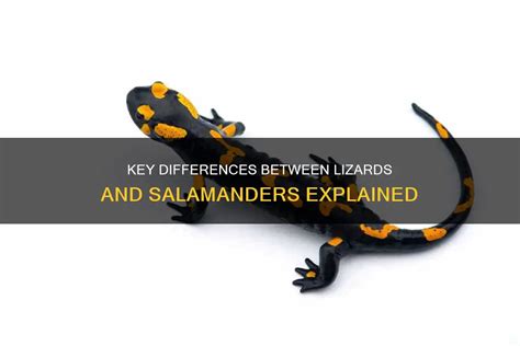 Key Differences Between Lizards And Salamanders Explained Petshun