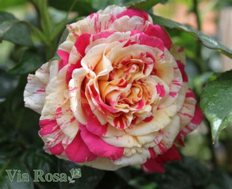 Купить Роза Ванилла Фрайз (Vanille Fraise) | VIA ROSA
