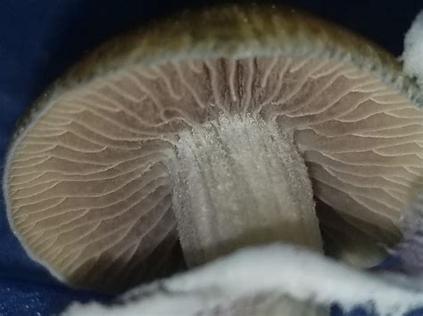 A Lil Gill Porn R Shroomers