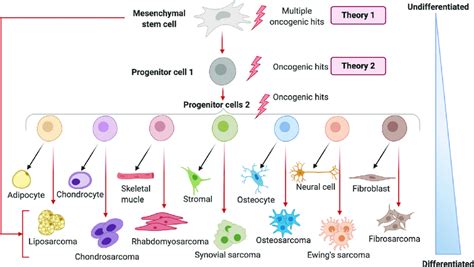 Mesenchymal Stromalstem Cell Msc Differentiation And Sarcomagenesis Download Scientific