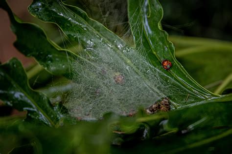 Water Dew on Spider Web · Free Stock Photo