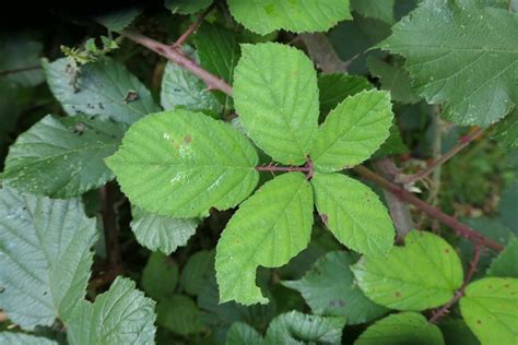 Photo Elm Leaf Blackberry Rubus Ulmifolius Observation Org