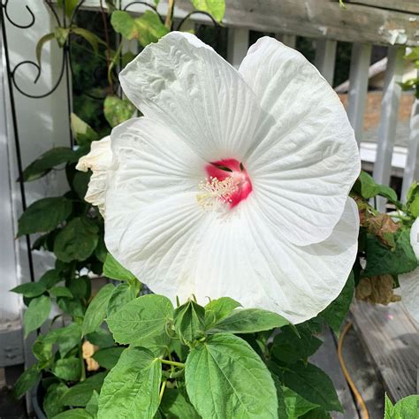 You Can Grow Hardy Hibiscus Flower Patch Farmhouse