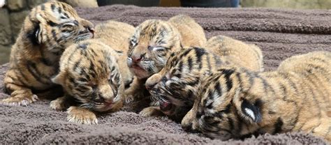 Tulsa Zoo Welcomes 5 Critically Endangered Malayan Tiger Cubs | Tulsa Zoo