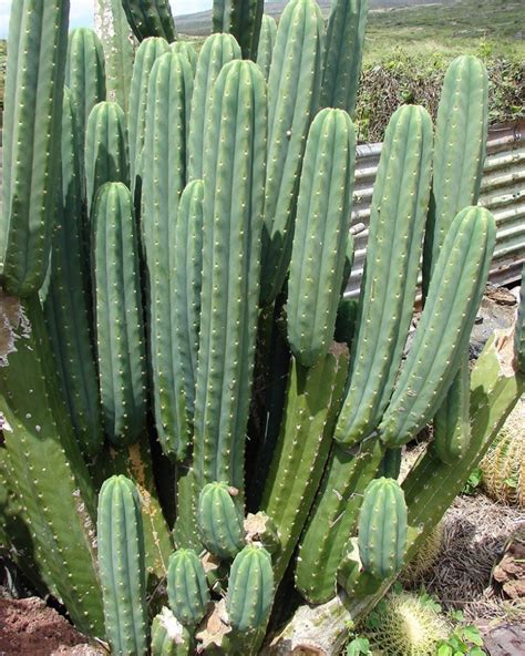 What Is Mescaline A Guide To This Cactus Derived Psychedelic