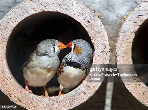 Baby Zebra Finches