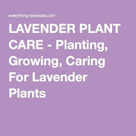 LAVENDER PLANT CARE - Planting, Growing, Caring For Lavender Plants ...