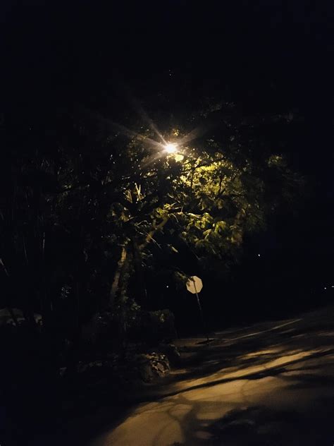 Street lamp over my favorite night walk tree. : r/nightaesthetic