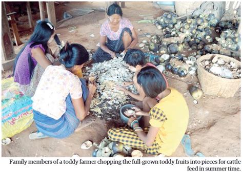 The Beauty Of Anyar Upper Myanmar And The Life Of Toddy Plam Trees