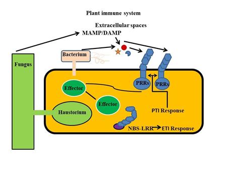 The Plant Immune System The Plant Immune System Consists Of Two By