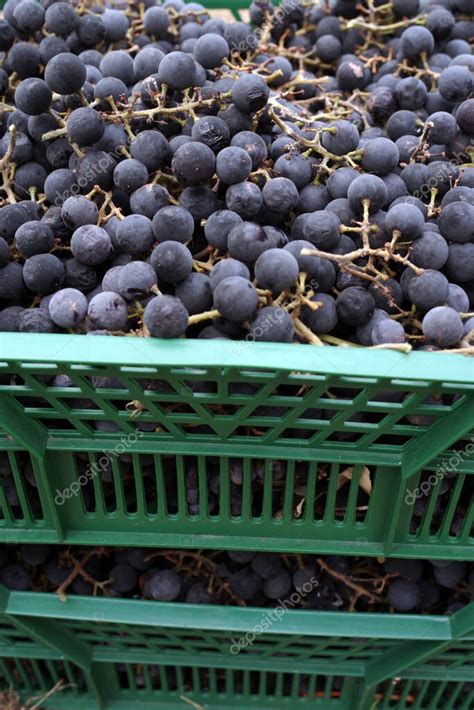 Montones de uvas técnicas de la variedad Isabella apiladas en las cajas