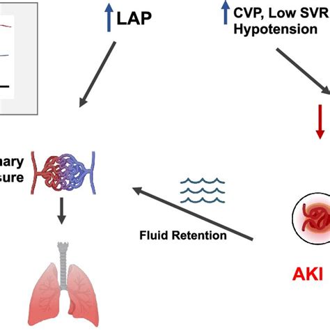 Schematic Of Cardiopulmonary Renal Interactions Early After Lung