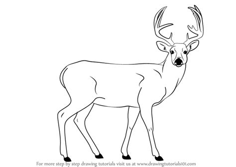 Mule Deer Skull Drawing at GetDrawings | Free download