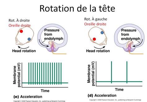 Canaux Semi Circulaires Vestibule Et Rotation De La T Te