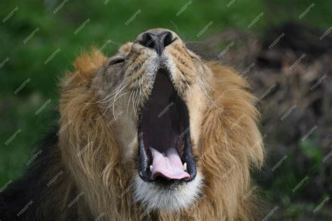 Premium Photo | Lion roar roaring lion close up of a lion roaring