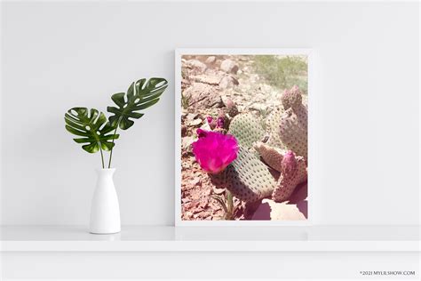 Stampa Cactus Rosa Beavertail Floreale Botanico Stampa Etsy Italia