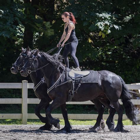 Friesian Events — Black Horse Farm