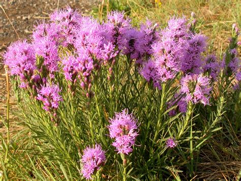 Manitoba Native Plants Your Winnipeg Landscaping Experts