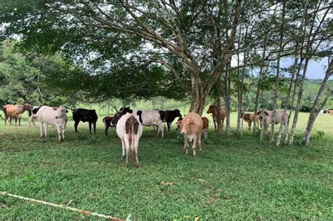 Venta De Finca Ganadera En Hurtado La Chorrera P Inmopanama