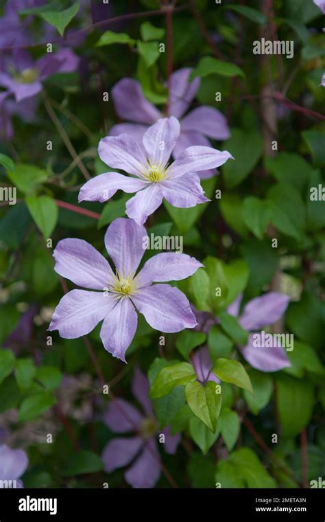 Clematis 'Madame Baron Veillard' Stock Photo - Alamy