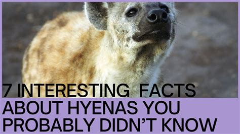 7 Interesting Facts About Hyenas You Probably Didn T Know Youtube