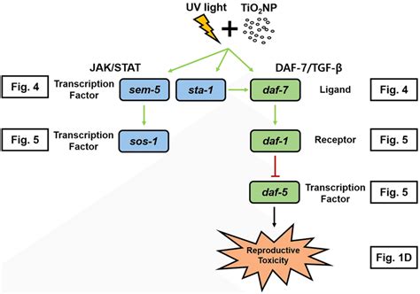 Proposed model of JAK/STAT and DAF-7/TGF-ß crosstalk pathway mediated ... 