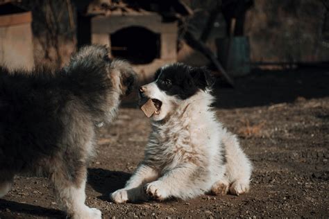 Photo of Cute Puppies Playing · Free Stock Photo