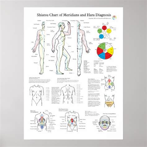 Shiatsu Acupuncture Meridians and Hara Diagnosis Poster | Zazzle.ca