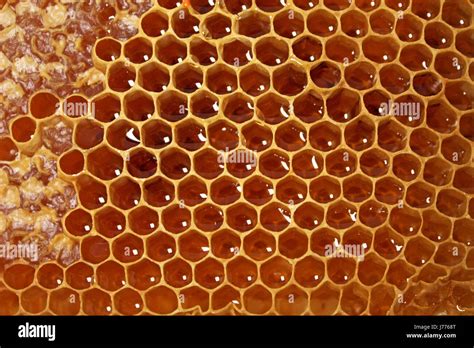 Honey Bee Beehive Golden Healthy Hexagon Honeycomb Wax Honey Bee